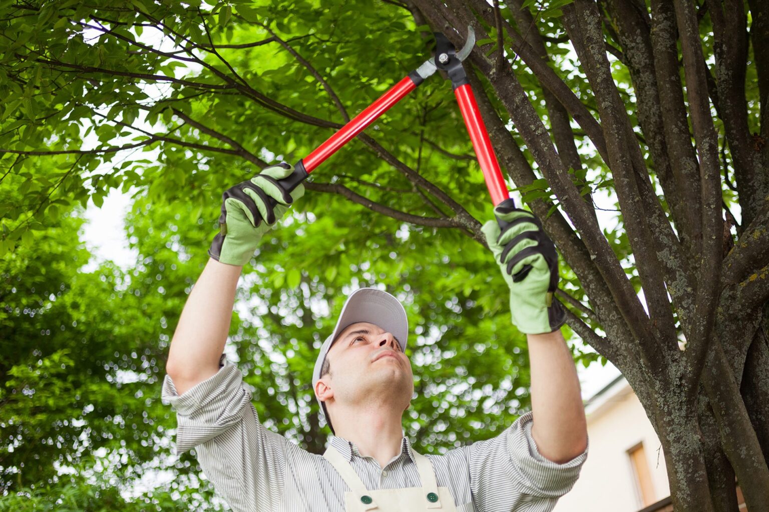 things-to-know-about-spring-tree-trimming-atlanta-celebrity-news