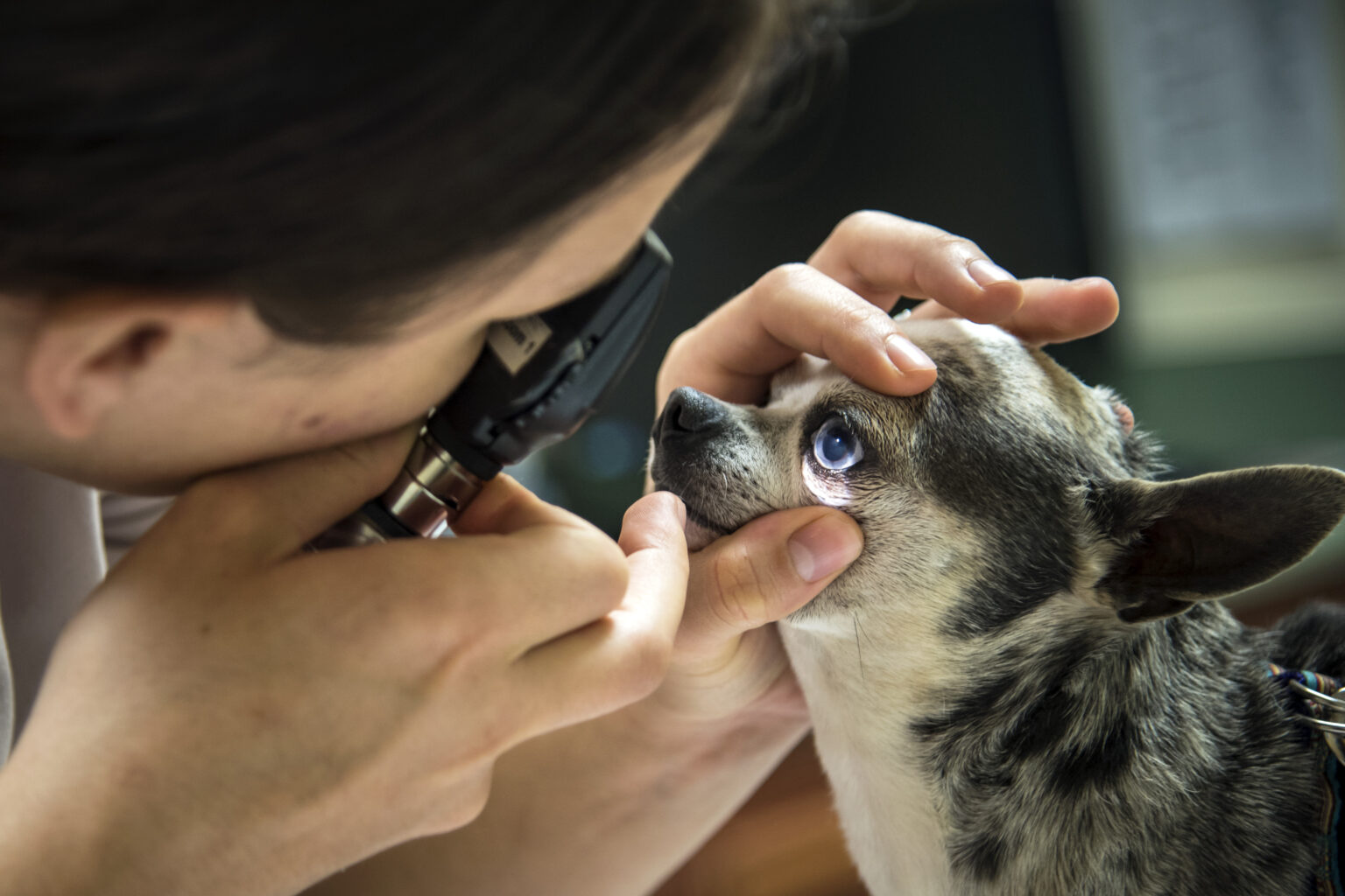 The Importance of Routine CheckUps for Dogs and Spot Pet Insurance